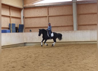 Murgese, Gelding, 13 years, 15,2 hh, Black