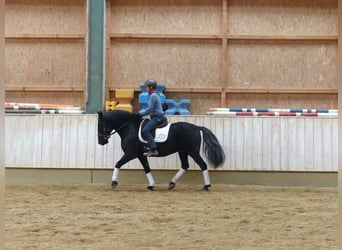 Murgese, Gelding, 13 years, 15,2 hh, Black