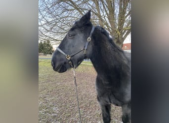 Murgese, Gelding, 14 years, 15,1 hh