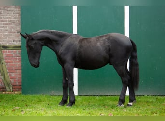 Murgese, Gelding, 1 year, 14,2 hh, Black