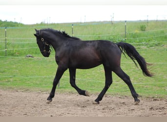 Murgese, Gelding, 2 years, 16 hh, Black