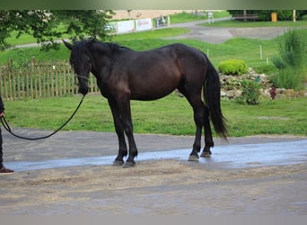 Murgese, Gelding, 2 years, 16 hh, Black