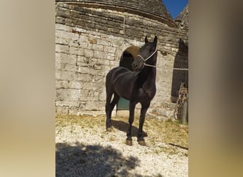 Murgese, Gelding, 3 years, 14.2 hh, Black