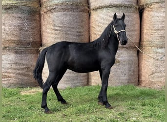 Murgese, Gelding, 3 years, 14.2 hh, Black