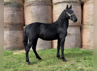 Murgese, Gelding, 3 years, 14,2 hh, Black