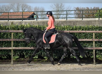 Murgese, Gelding, 3 years, 15,2 hh, Black