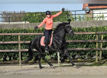 Murgese, Gelding, 3 years, 15,2 hh, Black