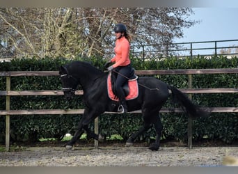 Murgese, Gelding, 3 years, 15,2 hh, Black