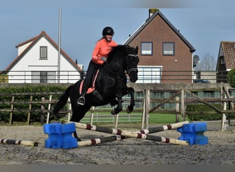 Murgese, Gelding, 3 years, 15,2 hh, Black