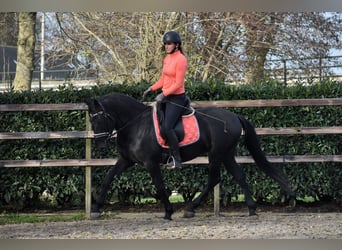 Murgese, Gelding, 3 years, 15,2 hh, Black