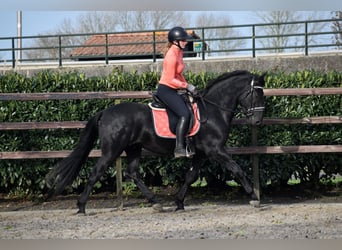 Murgese, Gelding, 3 years, 15,2 hh, Black