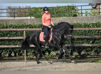 Murgese, Gelding, 3 years, 15,2 hh, Black