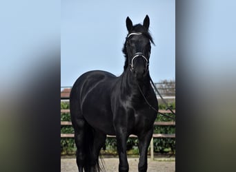 Murgese, Gelding, 3 years, 15,2 hh, Black