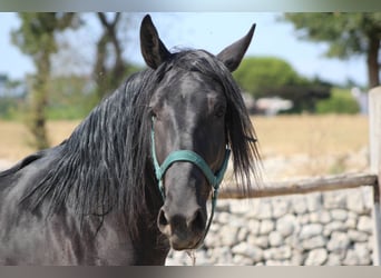 Murgese, Gelding, 3 years, 15.2 hh, Black