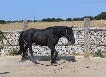 Murgese, Gelding, 3 years, 15.2 hh, Black