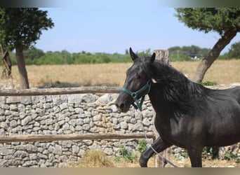Murgese, Gelding, 3 years, 15.2 hh, Black