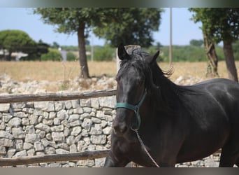 Murgese, Gelding, 3 years, 15.2 hh, Black