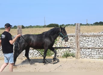 Murgese, Gelding, 3 years, 15.2 hh, Black