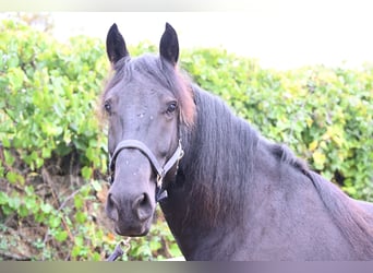 Murgese, Gelding, 3 years, 15,1 hh, Black