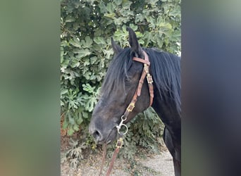Murgese, Gelding, 3 years, 15,1 hh, Black