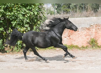 Murgese, Gelding, 3 years, 15,1 hh, Black