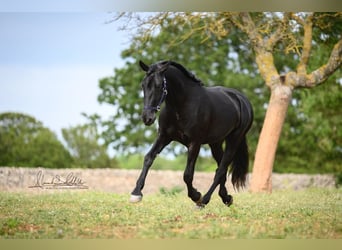 Murgese, Gelding, 3 years, 15,2 hh, Black