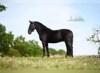 Murgese, Gelding, 3 years, 15,2 hh, Black