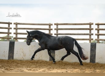 Murgese, Gelding, 3 years, 15,2 hh, Black