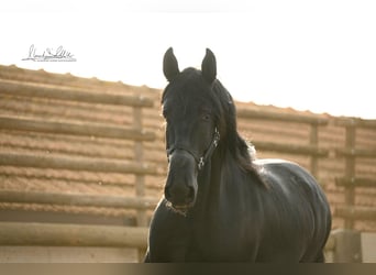 Murgese, Gelding, 3 years, 15,2 hh, Black