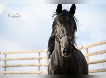Murgese, Gelding, 3 years, 15,2 hh, Black