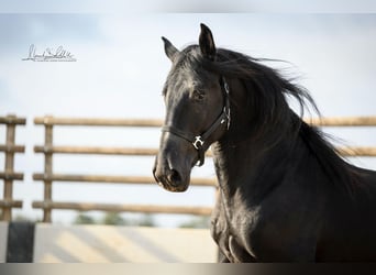 Murgese, Gelding, 3 years, 15,2 hh, Black