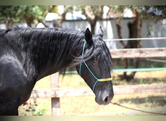 Murgese, Gelding, 3 years, 15,3 hh, Black