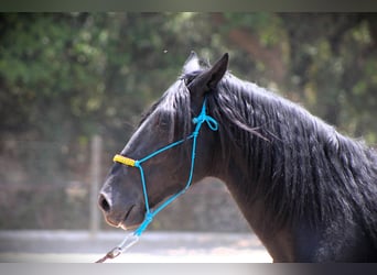 Murgese, Gelding, 3 years, 15,3 hh, Black