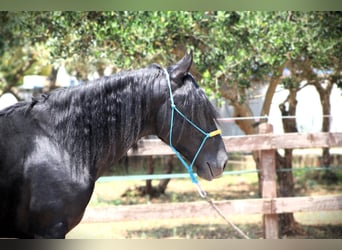 Murgese, Gelding, 3 years, 15,3 hh, Black