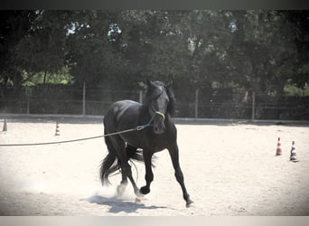 Murgese, Gelding, 3 years, 15,3 hh, Black