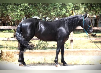 Murgese, Gelding, 3 years, 15,3 hh, Black