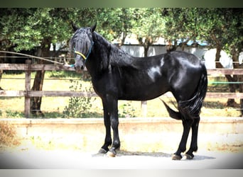 Murgese, Gelding, 3 years, 15,3 hh, Black