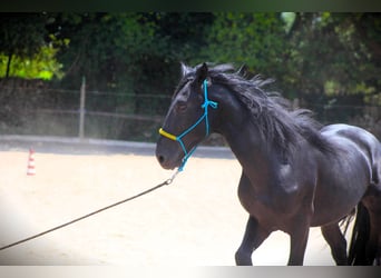 Murgese, Gelding, 3 years, 15,3 hh, Black