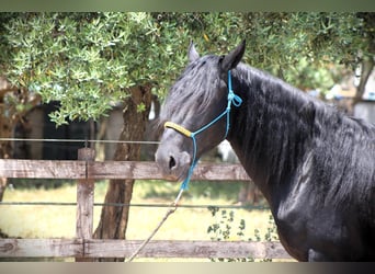 Murgese, Gelding, 3 years, 15,3 hh, Black