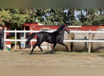 Murgese, Gelding, 3 years, 16 hh, Black