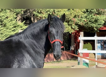Murgese, Gelding, 3 years, 16 hh, Black