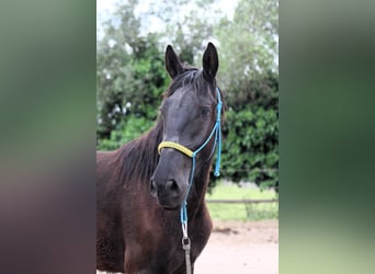 Murgese, Gelding, 3 years, 16 hh, Black