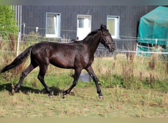 Murgese, Gelding, 3 years, 16 hh, Black