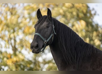 Murgese, Gelding, 4 years, 15.2 hh, Black