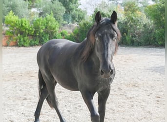 Murgese, Gelding, 4 years, 15,1 hh, Black