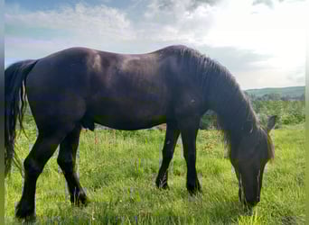 Murgese, Gelding, 4 years, 15,1 hh, Black