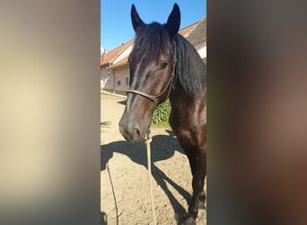 Murgese, Wallach, 4 Jahre, 16,1 hh, Rappe