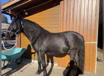 Murgese, Gelding, 4 years, 16 hh, Black