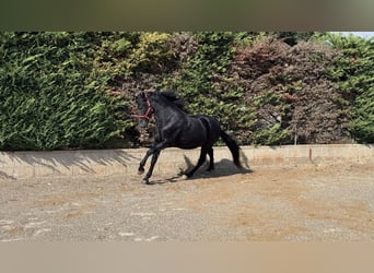 Murgese, Gelding, 4 years, 16 hh, Black