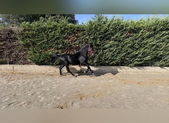 Murgese, Gelding, 4 years, 16 hh